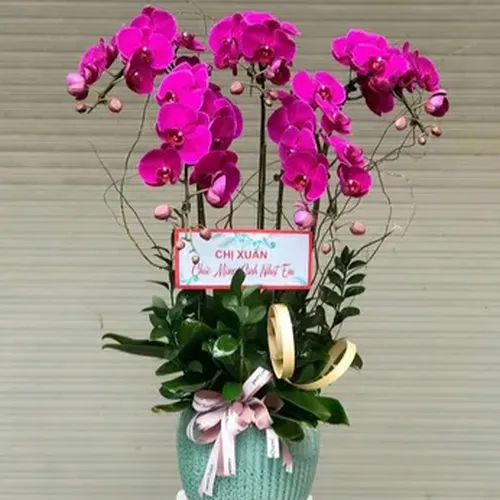 Chậu Lan Hồ Điệp 74