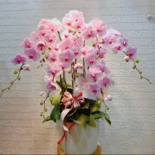 Chậu Lan Hồ Điệp 75