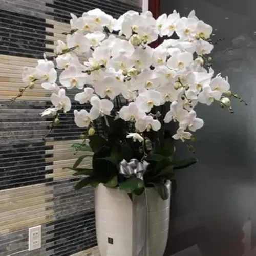 Chậu Lan Hồ Điệp 76