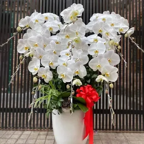 Chậu Lan Hồ Điệp 78