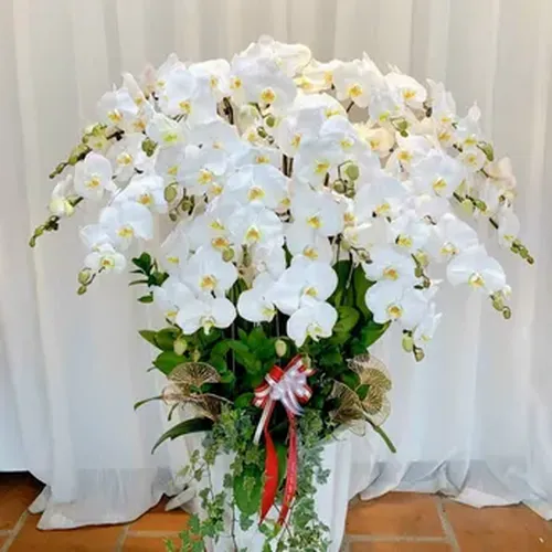 Chậu Lan Hồ Điệp 79