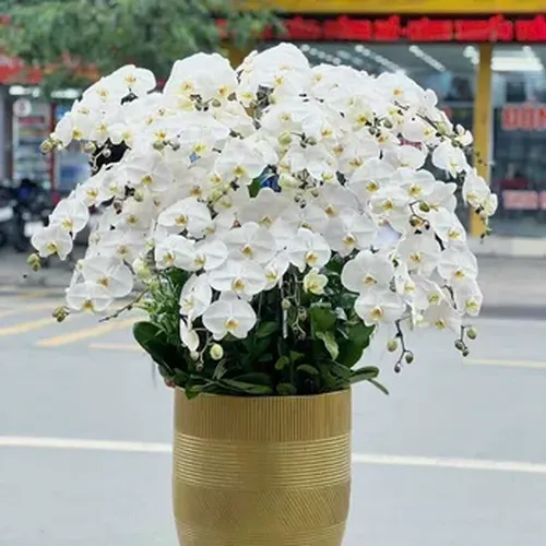 Chậu Lan Hồ Điệp 80