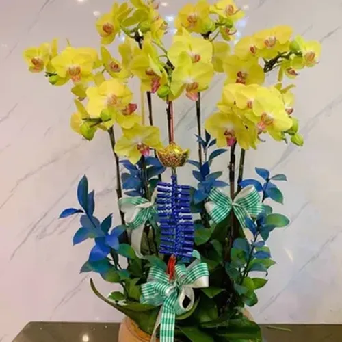 Chậu Lan Hồ Điệp 84