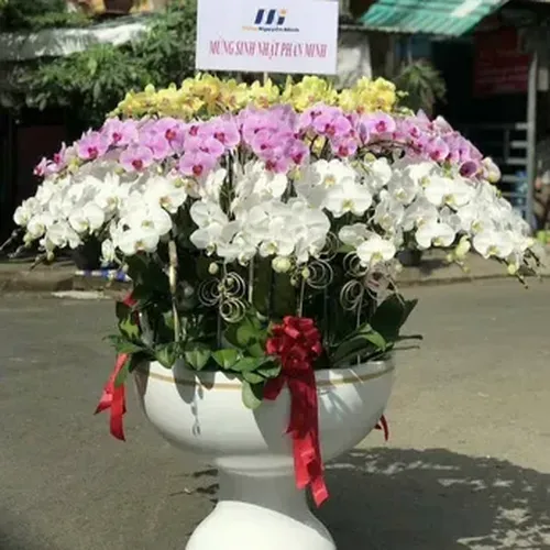 Chậu Lan Hồ Điệp 89