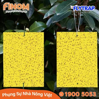 Bẫy dính côn trùng FLYTRAP (dạng miếng)