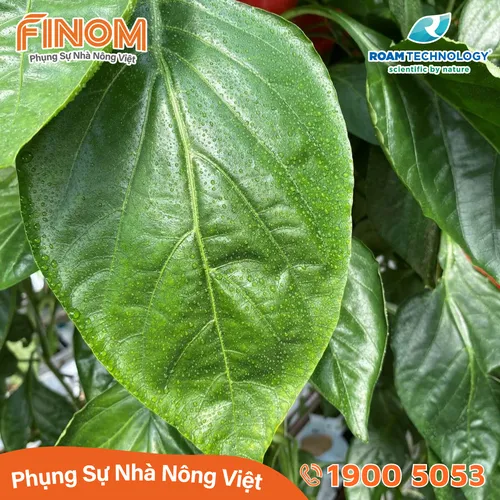 Dung dịch khử khuẩn Huwa-San - Can 5 kg