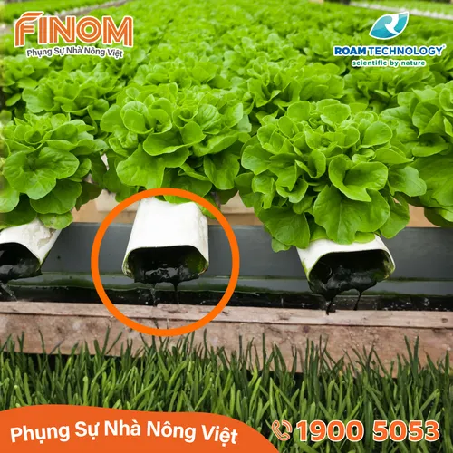 Dung dịch khử khuẩn Huwa-San - Can 5 kg