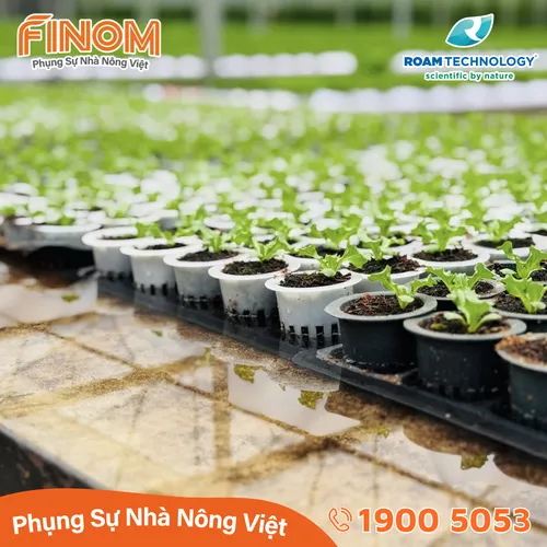 Dung dịch khử khuẩn Huwa-San - Can 5 kg