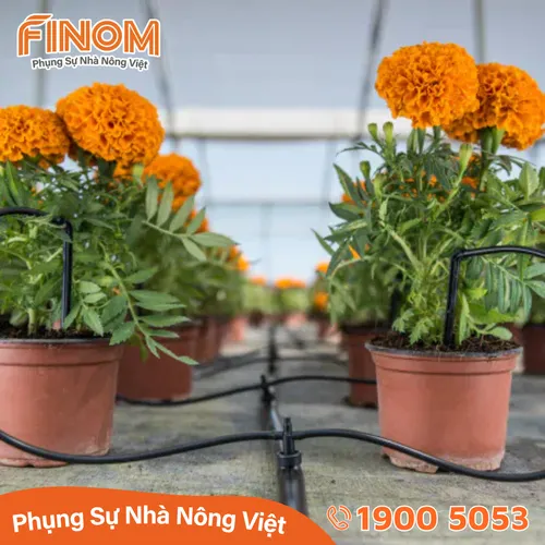 Bù áp GALI Israel lưu lượng 4 lít/giờ