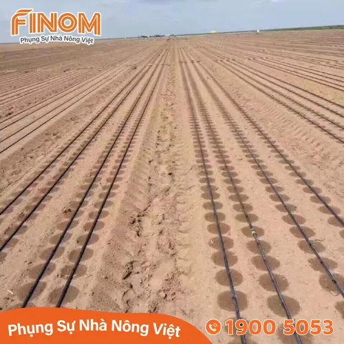 Dây nhỏ giọt DIAMOND 16mm - 20cm