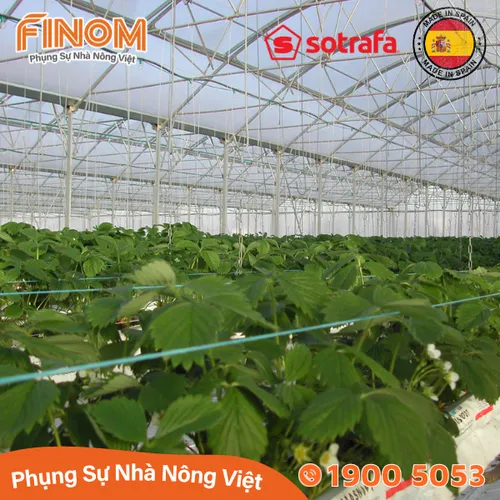 Màng lợp nhà kính Sotrafa (Tây Ban Nha) - khổ 6.2m
