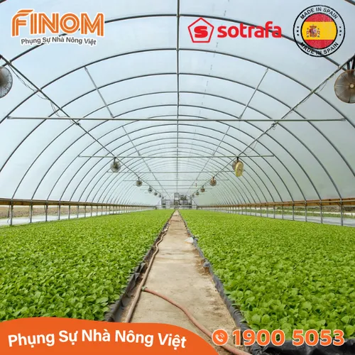 Màng lợp nhà kính Sotrafa (Tây Ban Nha) - khổ 6.2m