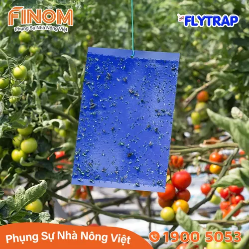Bẫy dính côn trùng FLYTRAP (dạng miếng)
