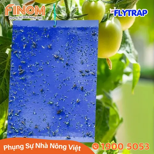Bẫy dính côn trùng FLYTRAP (dạng miếng)