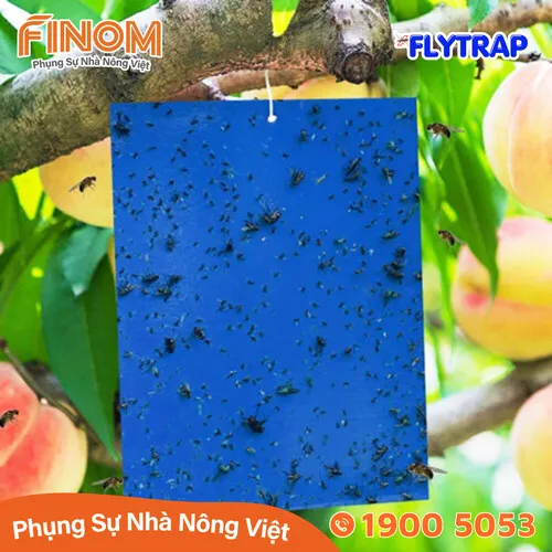 Bẫy dính côn trùng FLYTRAP (dạng miếng)