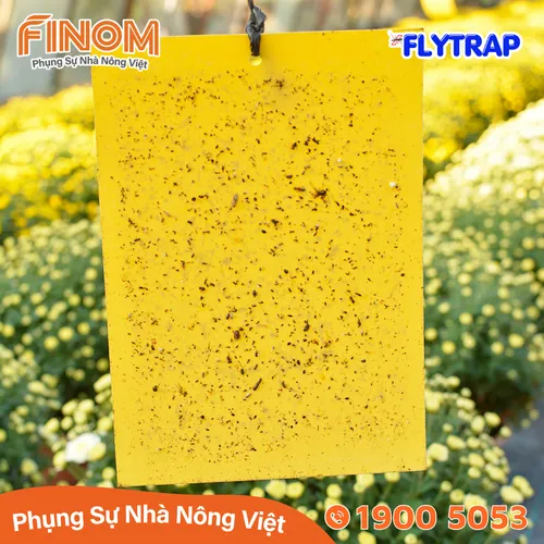 Bẫy dính côn trùng FLYTRAP (dạng miếng)