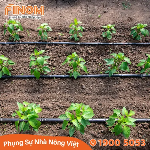 Dây nhỏ giọt DIAMOND 16mm - 20cm