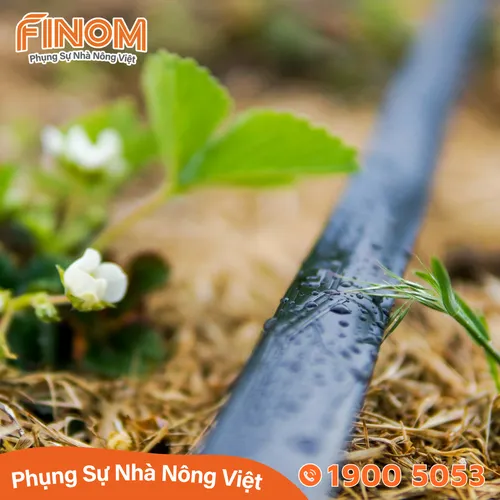 Dây nhỏ giọt DIAMOND 16mm - 20cm