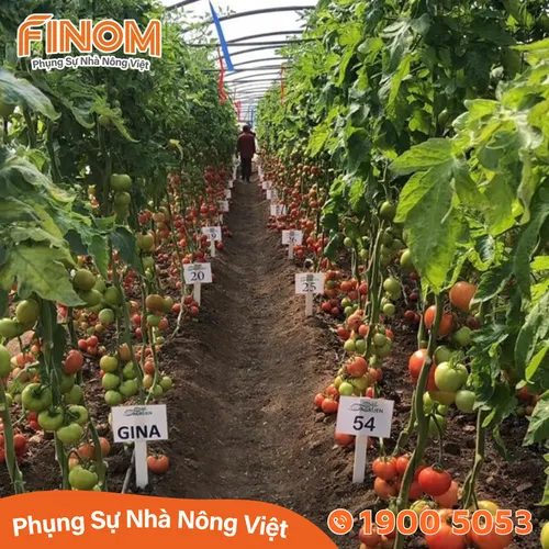 Dây nhỏ giọt DIAMOND 16mm - 20cm