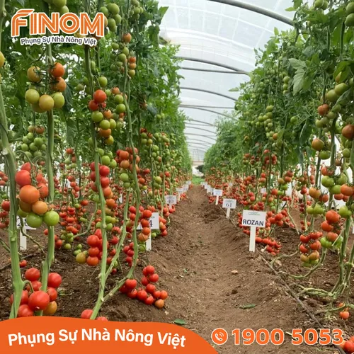 Dây nhỏ giọt DIAMOND 16mm - 20cm