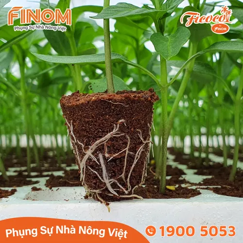 Giá thể xơ dừa ươm cây Coco Boost
