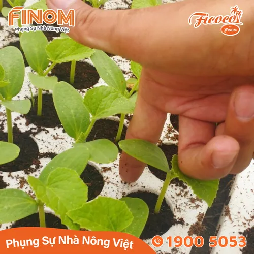Giá thể xơ dừa ươm cây Coco Boost