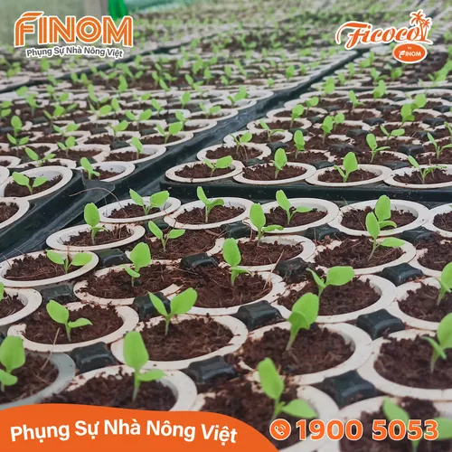 Giá thể xơ dừa ươm cây Coco Boost