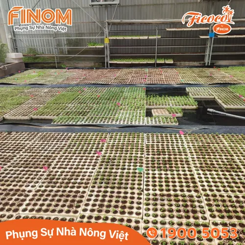 Giá thể xơ dừa ươm cây Coco Boost