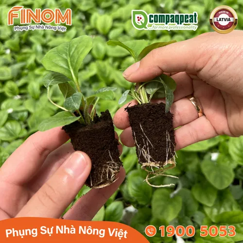 Giá thể ươm cây peat moss QTS