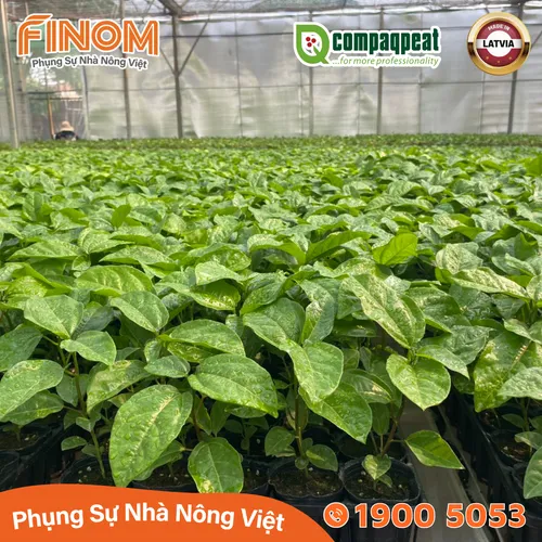 Giá thể ươm cây peat moss QTS