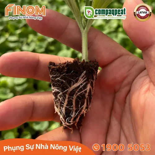 Giá thể ươm cây peat moss QTS