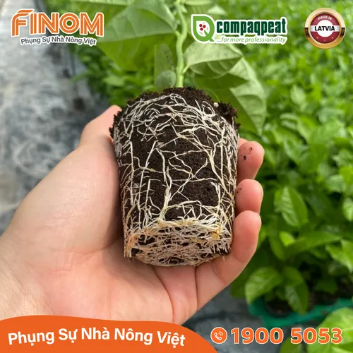 Giá thể ươm cây peat moss QTS