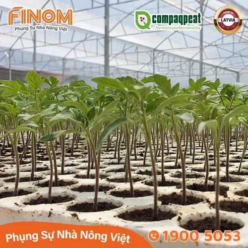 Giá thể ươm cây peat moss QTS