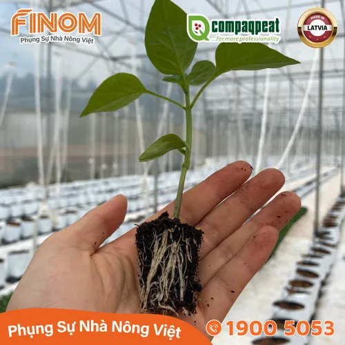 Giá thể ươm cây peat moss QTS