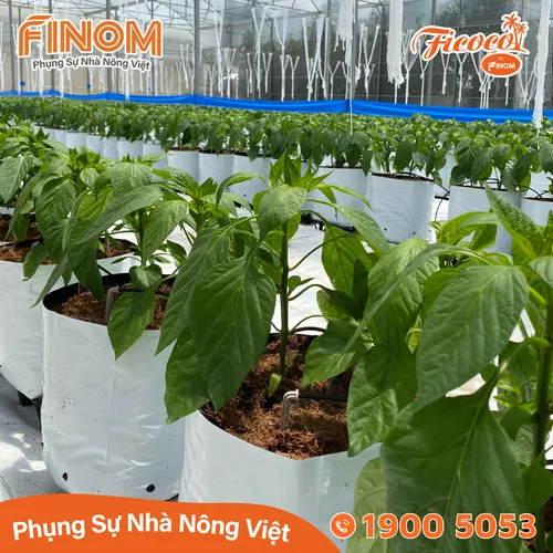Giá thể xơ dừa xử lý Canxi 50/50