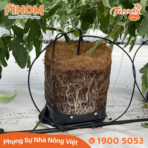 Giá thể xơ dừa xử lý Canxi 50/50