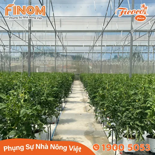 Giá thể xơ dừa xử lý Canxi 70/30