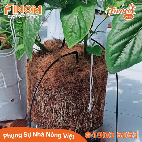 Giá thể xơ dừa xử lý Canxi 70/30