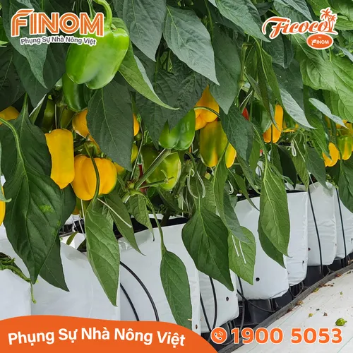 Giá thể xơ dừa xử lý Canxi 70/30