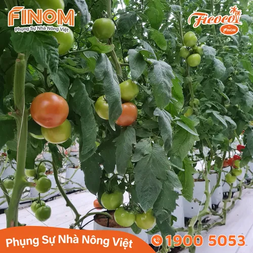 Giá thể xơ dừa xử lý Canxi 70/30