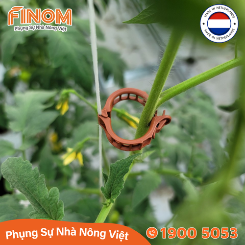Kẹp tròn giữ thân Hà Lan