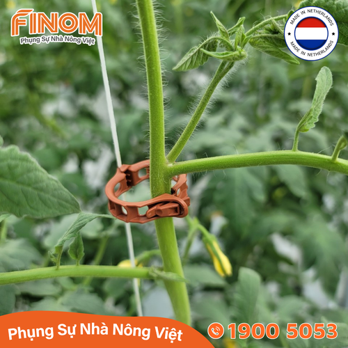Kẹp tròn giữ thân Hà Lan