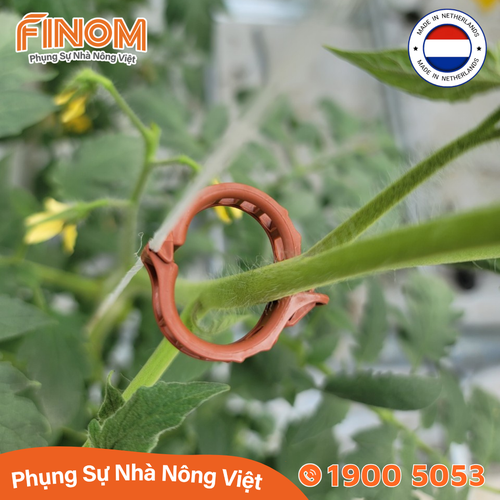 Kẹp tròn giữ thân Hà Lan