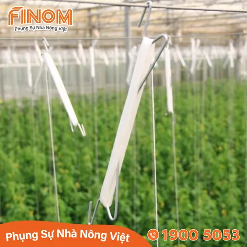 Móc cánh bướm cà chua