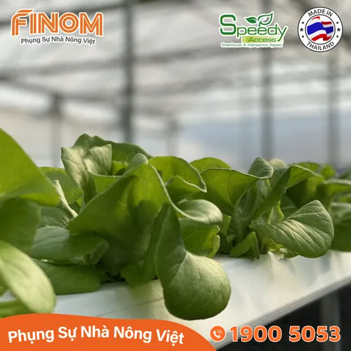 Ống thủy canh lục giác Speedy Access Thái Lan