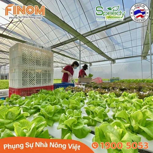 Ống thủy canh lục giác Speedy Access Thái Lan
