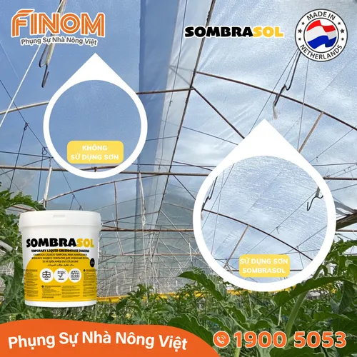 Sơn chống nóng nhà màng Sombrasol