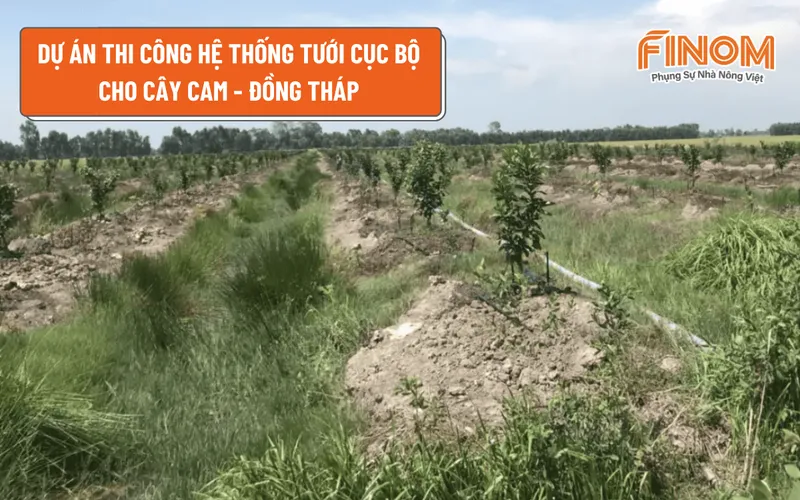 DỰ ÁN THI CÔNG HỆ THỐNG TƯỚI CỤC BỘ CHO CÂY CAM - ĐỒNG THÁP