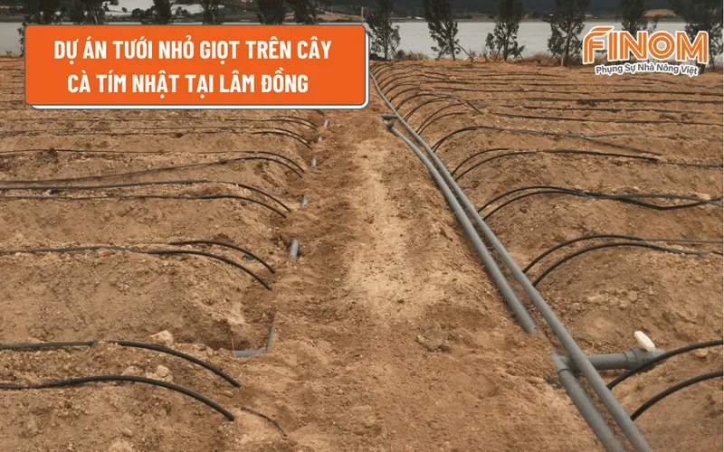 DỰ ÁN TƯỚI NHỎ GIỌT TRÊN CÂY CÀ TÍM NHẬT TẠI LÂM ĐỒNG