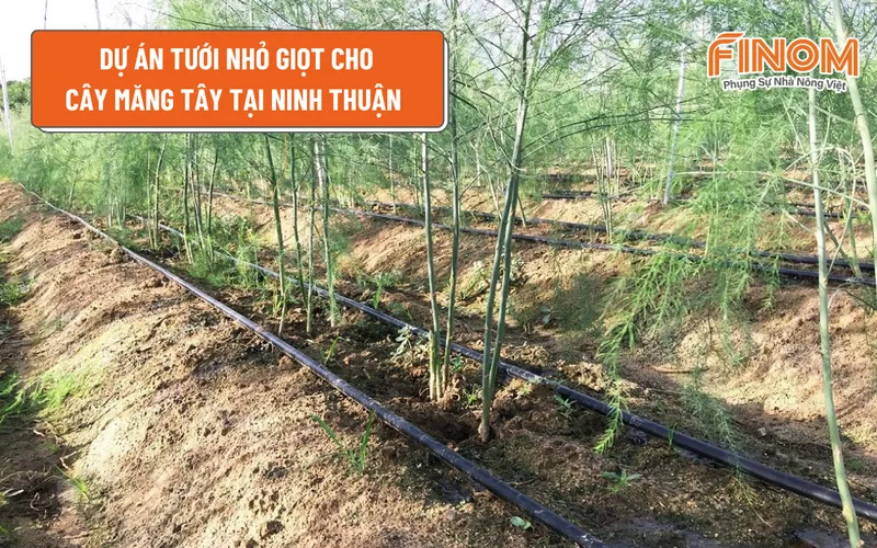 DỰ ÁN TƯỚI NHỎ GIỌT CHO CÂY MĂNG TÂY TẠI NINH THUẬN